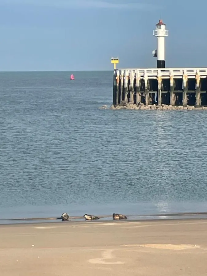 Seaview Penthouse Oostende شقة أوستيند